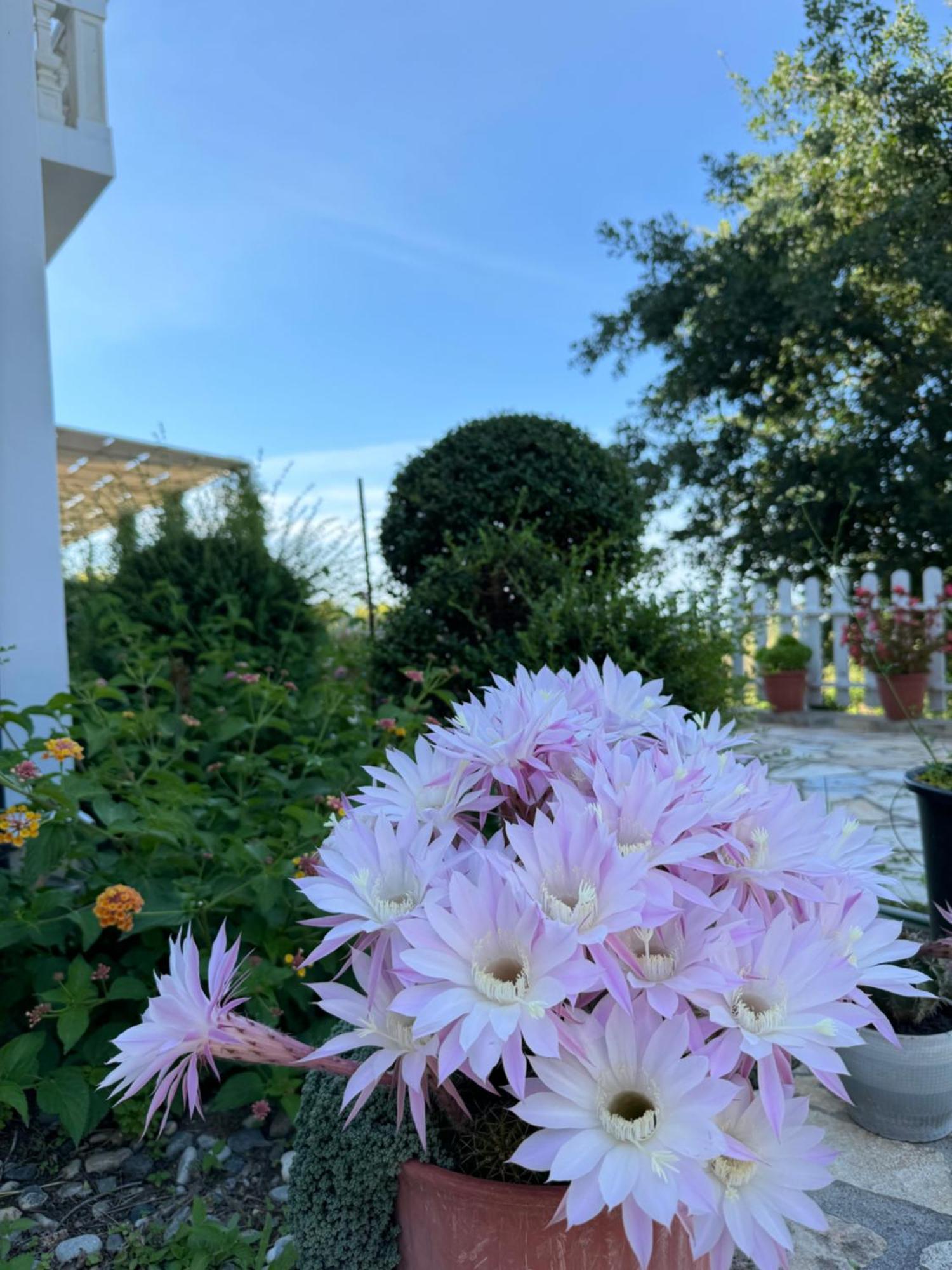 Vila Horizont Baks-Rrjoll Esterno foto